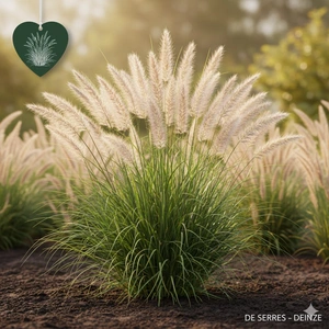 Pennisetum orientale 'Tall Tails' P9