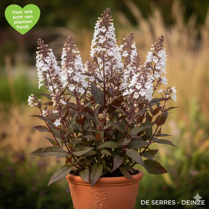 Penstemon digitalis 'Huskers Red' P9