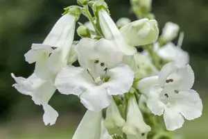 Penstemon dig. 'Pocahontas' P9