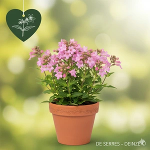 Penstemon hartwegii 'Evelyn' P9