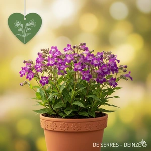 Penstemon 'Purple Passion' P9