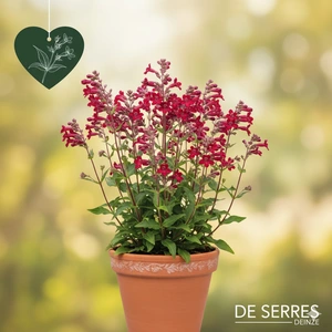 Penstemon 'Rich Ruby' P9