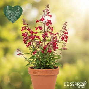 Penstemon 'Rubicunda' P9