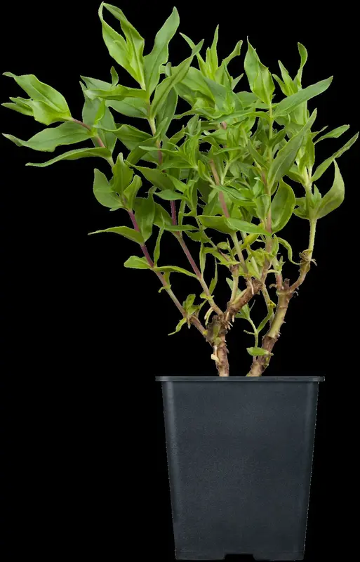 Penstemon hybr. 'Winter Star' P9