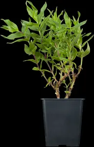 Penstemon hybr. 'Winter Star' P9