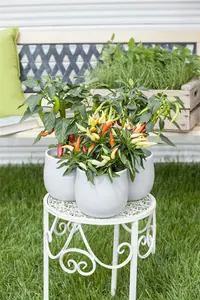 'peper ''piment d'espelette'' gorria' - afbeelding 5