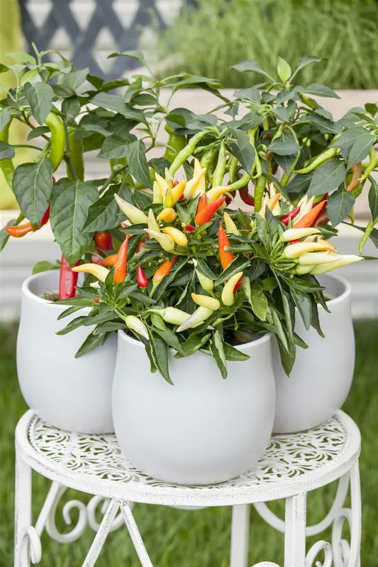 'peper ''piment d'espelette'' gorria' - afbeelding 6