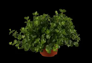 peperomia rotundifolia p15 - afbeelding 5