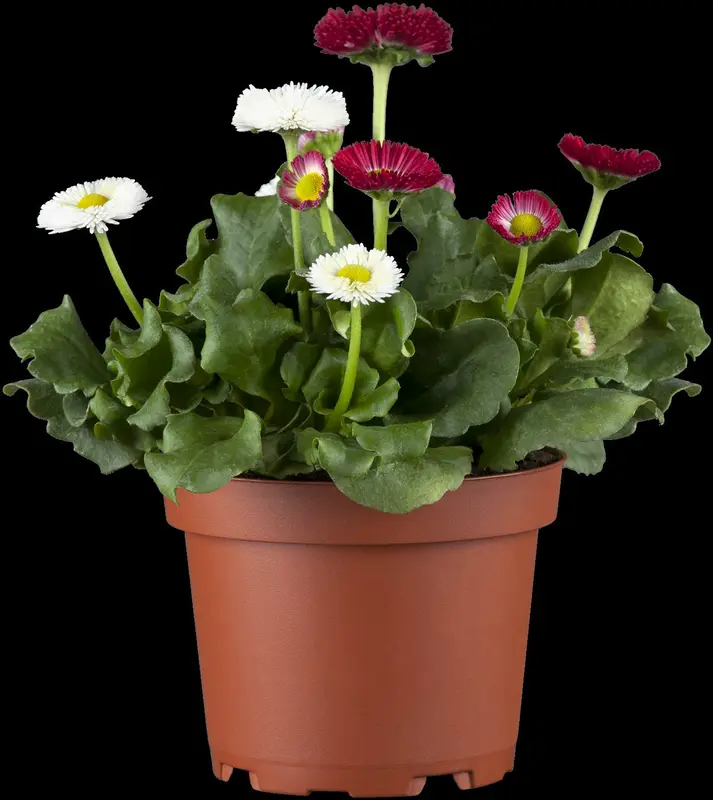 perennis bellis P9 - afbeelding 2