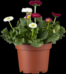 perennis bellis P9 - afbeelding 2