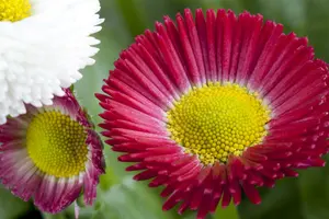 perennis bellis P9 - afbeelding 3