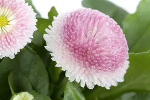 perennis bellis P9 - afbeelding 4