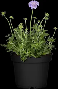 scabiosa cauc. 'perfecta' P9 - afbeelding 1