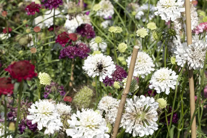 scabiosa cauc. 'perfecta alba' P9