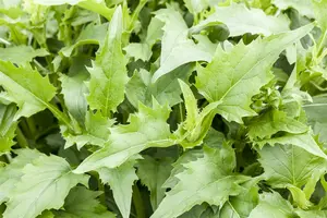 silphium perfoliatum P9 - afbeelding 5