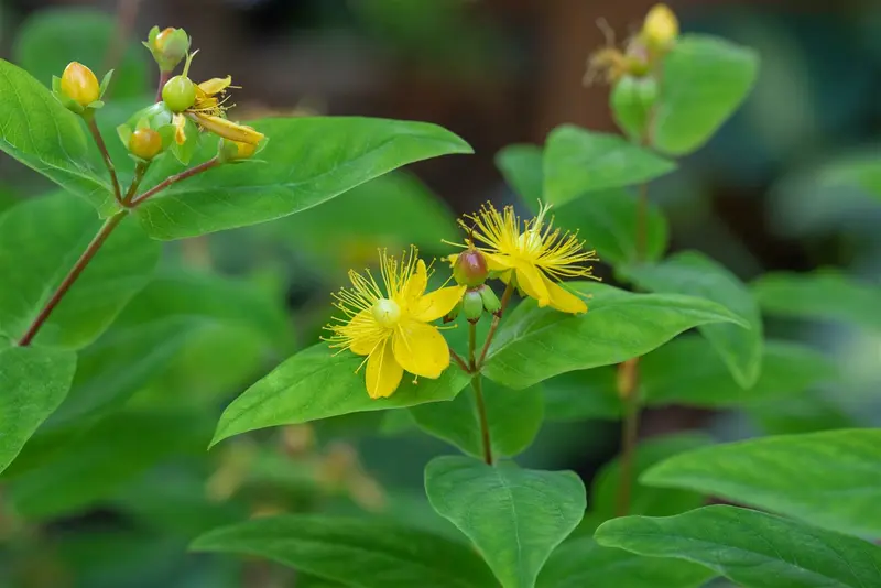 hypericum perforatum P9