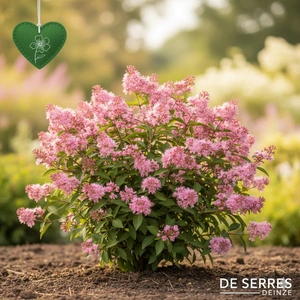 Ceanothus pallidus 'Perle Rose' C (40- 50)