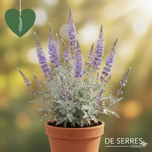 Perovskia atriplicifolia 'Blue Jean Baby' P9