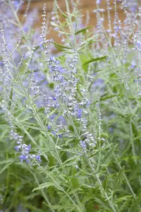 Lacey Blue - afbeelding 5