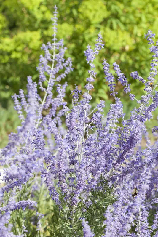 Perovskia atripl. 'Little Spire' 20- 25   C1,5 - afbeelding 1