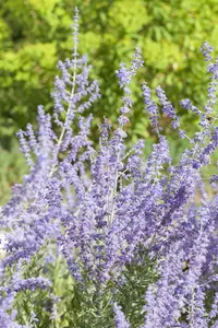 Perovskia atripl. 'Little Spire' 20- 25   C1,5 - afbeelding 1