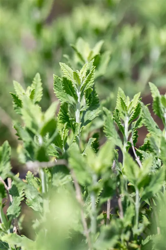 Perovskia atriplicifolia 'Prime Time' 30- 40   C - afbeelding 1