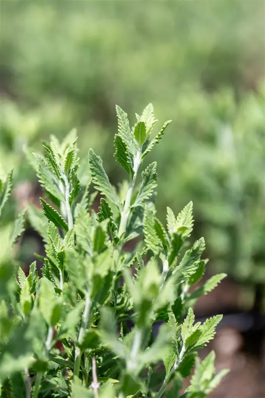 Perovskia atriplicifolia 'Prime Time' 30- 40   C - afbeelding 2