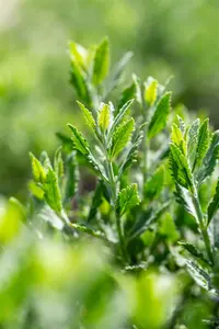 Perovskia atriplicifolia 'Prime Time' 30- 40   C - afbeelding 5