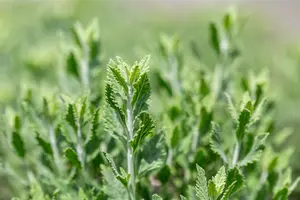 Perovskia atriplicifolia 'Prime Time' 30- 40   C - afbeelding 3