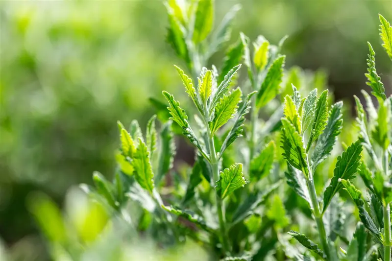 Perovskia atriplicifolia 'Prime Time' 30- 40   C - afbeelding 4