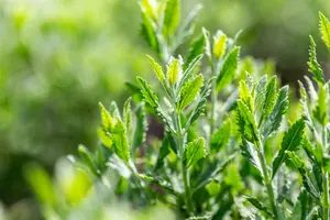 Perovskia atriplicifolia 'Prime Time' 30- 40   C - afbeelding 4