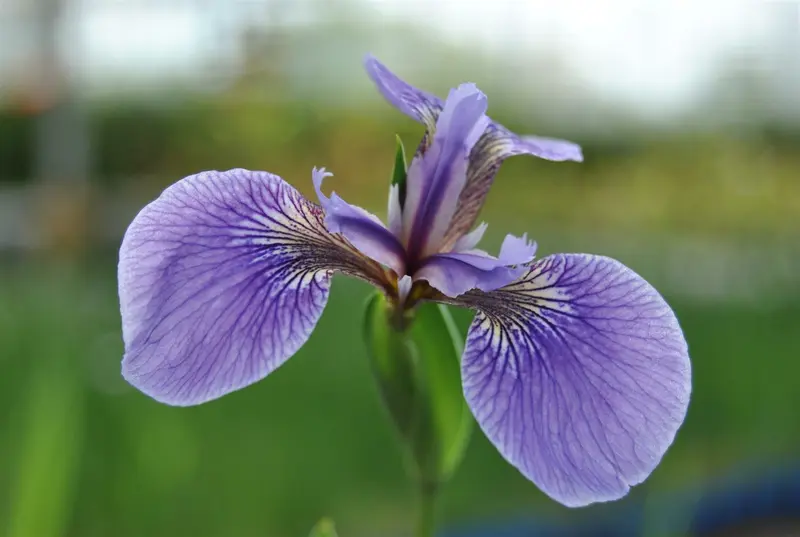 iris sib. 'perry's blue' P9