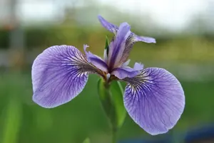 iris sib. 'perry's blue' P9