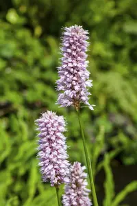 persicaria amphibia ( polygonum amphibia) - afbeelding 4