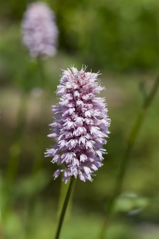 Persicaria ampl. 'J.s. Keep Smiling' P9 - afbeelding 1