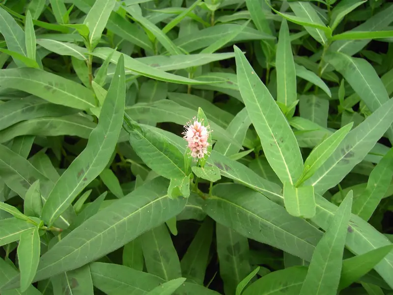 Persicaria ampl. 'Seven Oaks Village' ® P9 - afbeelding 2