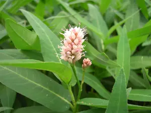 Persicaria ampl. 'Speciosa' ('firetail') P9 - afbeelding 3