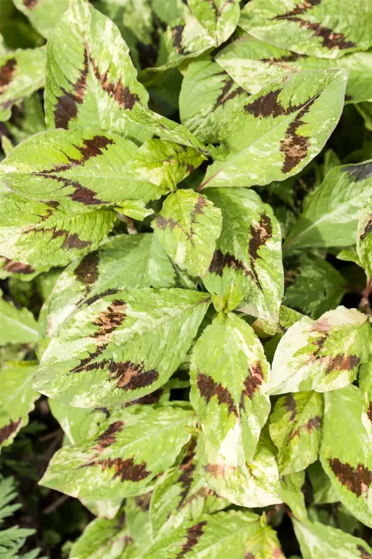 Persicaria filiformis P9