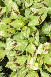 Persicaria filiformis P9
