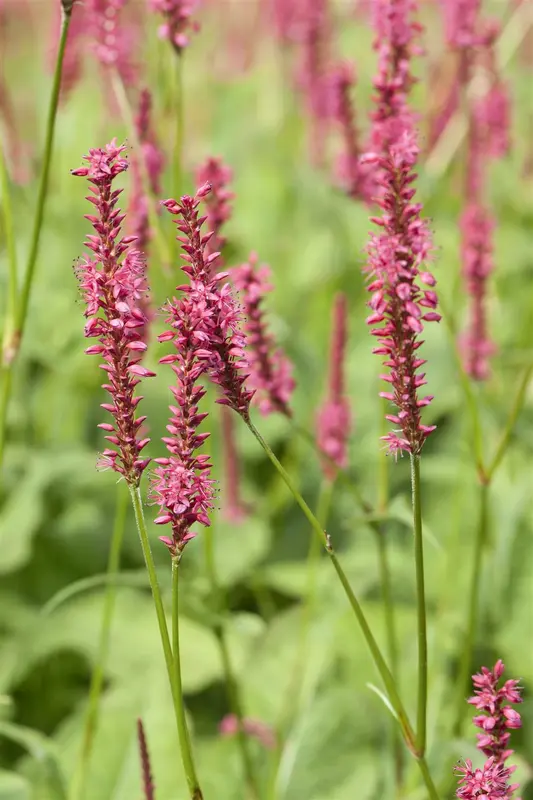 Persicaria hybr. 'Bloody Mary' P9 - afbeelding 1