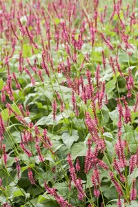 Persicaria hybr. 'Bloody Mary' P9 - afbeelding 2
