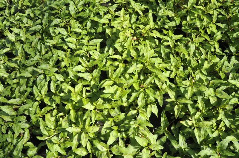 Persicaria odoratum (vietnamese koriander) P9 - afbeelding 1