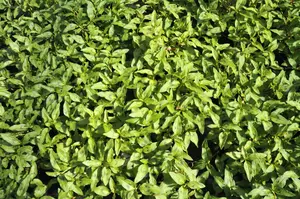 Persicaria odoratum (vietnamese koriander) P9 - afbeelding 1