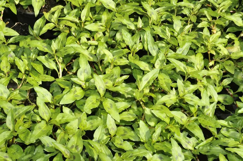 Persicaria odoratum (vietnamese koriander) P9 - afbeelding 2