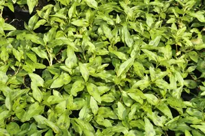 Persicaria odoratum (vietnamese koriander) P9 - afbeelding 2