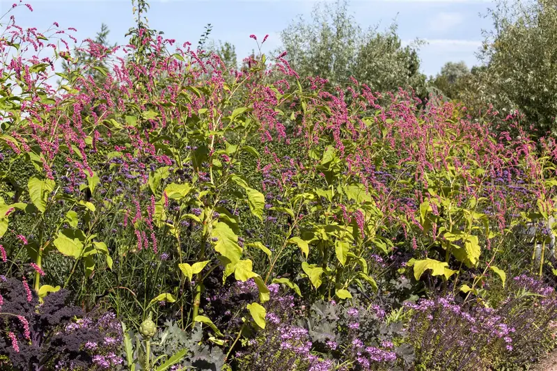 Persicaria orientalis P9