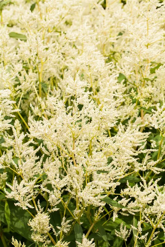 Persicaria poly. 'Johanniswolke' P9 - afbeelding 2