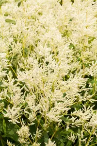 Persicaria poly. 'Johanniswolke' P9 - afbeelding 2