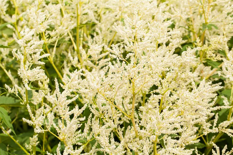 Persicaria poly. 'Johanniswolke' P9 - afbeelding 1