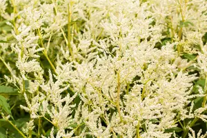 Persicaria poly. 'Johanniswolke' P9 - afbeelding 1